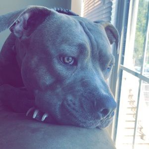 Meet your Posher, Bailey